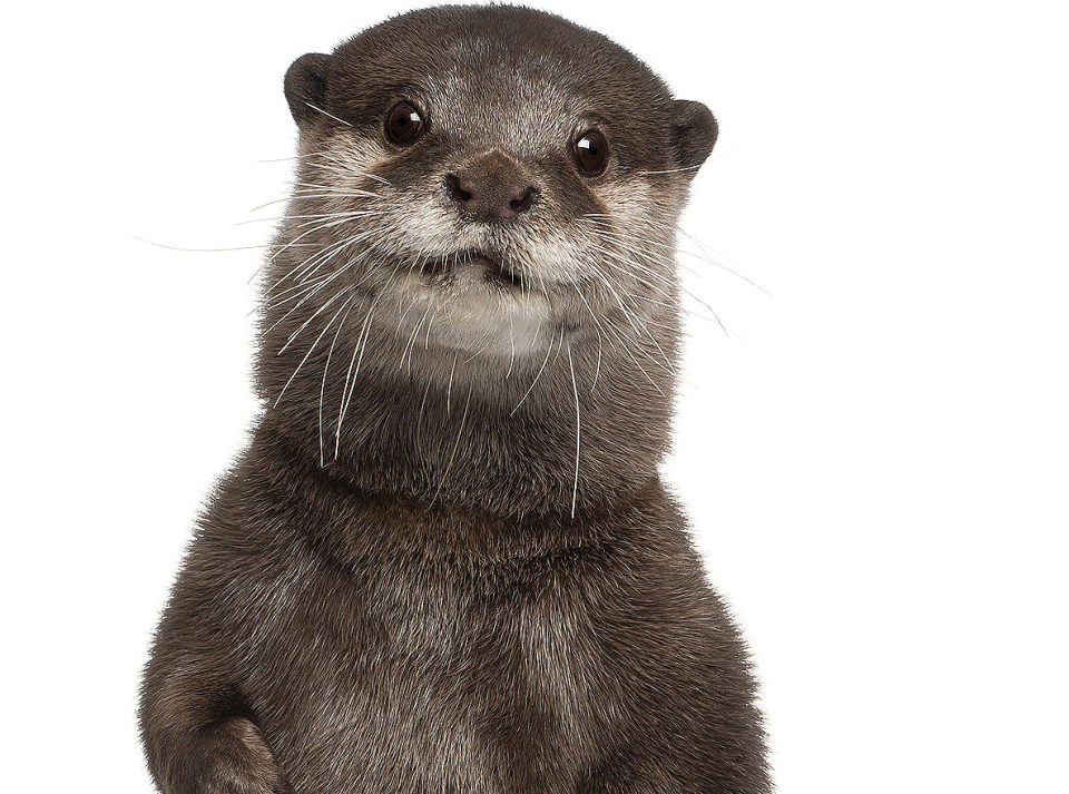 Otter