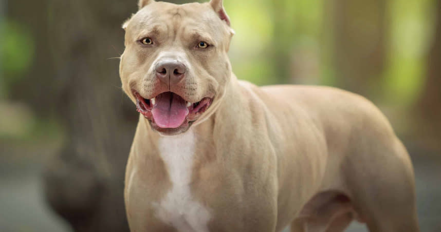 比特犬傷人事件頻傳，而新北市至今仍有比特犬未結紮，飼主遭開罰8萬元。（圖／新北市動保處提供）