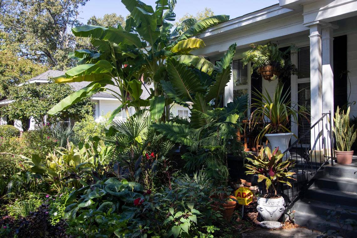 Readers of The State newspaper told us which lawns they think are the best around Columbia, South Carolina. This lawn in the Old Shandon neighborhood was photographed on Friday, October 7, 2022. Joshua Boucher/jboucher@thestate.com