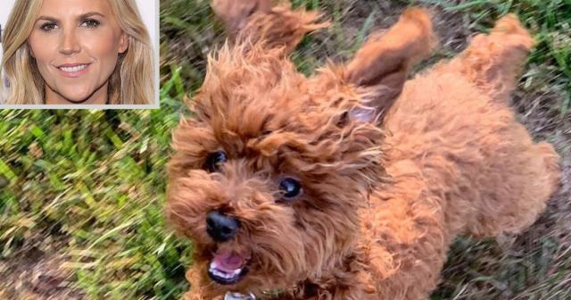 Tory Burch's Dog Chicken Home Safe After Going Missing in New York City:  'You Are Our Heroes'