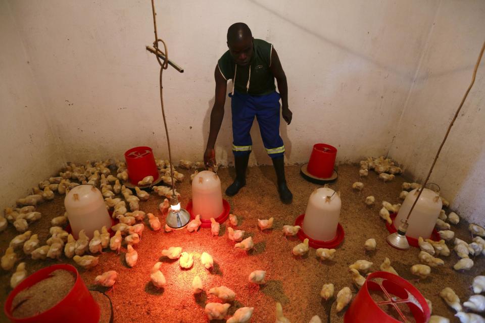 Un trabajador comunitario alimenta a los pollitos en el centro de atención para el hogar de Chikuni. El proyecto, dirigido por los jesuitas, se dedica a los cultivos y a la cría de animales, así como al cumplimiento de los tratamientos antirretrovirales de los pacientes.