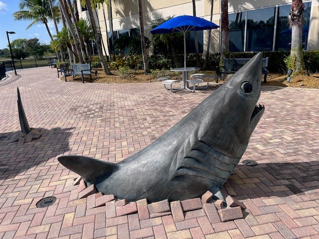 The mako shark statue at Nova Southeastern University in Palm Beach Gardens was unveiled in 2011.