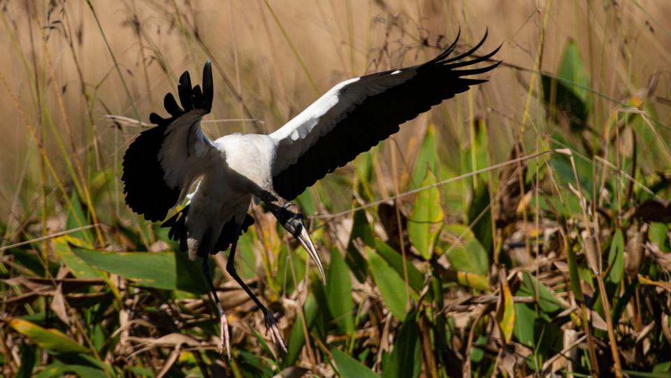 A Wood stork comes in for a landing in a marsh area off of Corkscrew Road on Tuesday, Nov. 29, 2022. 