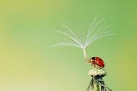 The last pollen spore preparing to leave a ladybird trying to hold on, because it didn't want to be alone. (Hoang Hiep Nguyen, Vietnam, Shortlist, Nature & Wildlife, Open Competition 2013 Sony World Photography Awards) <br> <br> <a href="http://worldphoto.org/about-the-sony-world-photography-awards/" rel="nofollow noopener" target="_blank" data-ylk="slk:Click here to see the full shortlist at World Photography Organisation;elm:context_link;itc:0;sec:content-canvas" class="link ">Click here to see the full shortlist at World Photography Organisation</a>