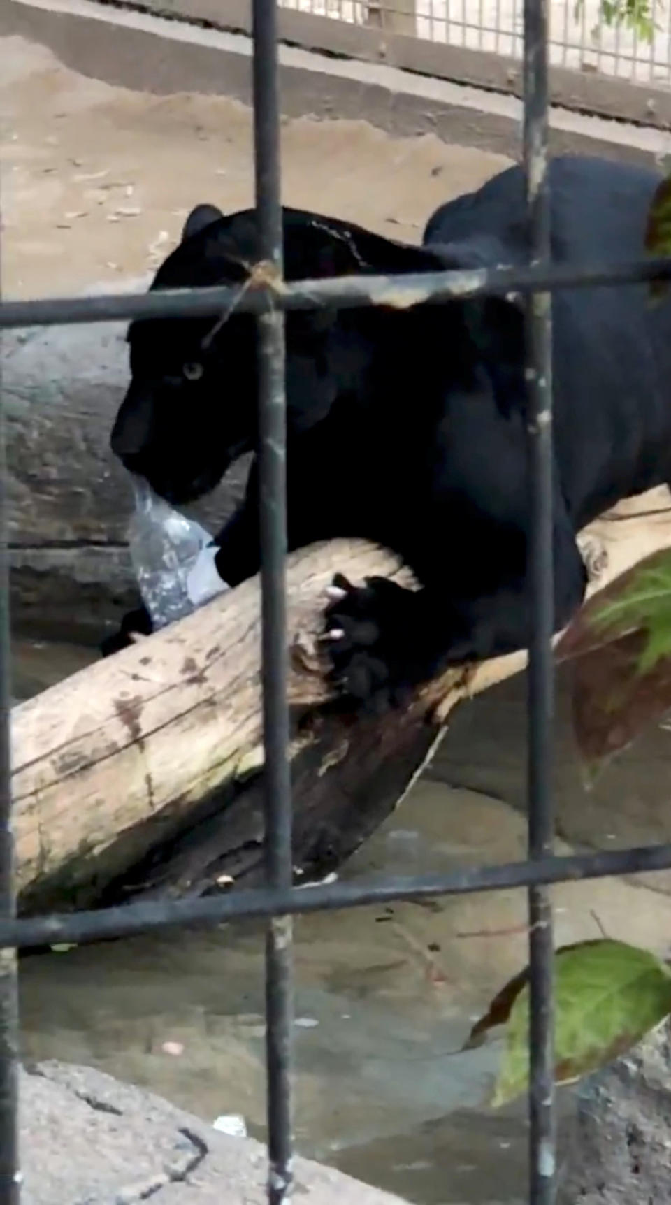 The zoo was quick to assure animal lovers that the jaguar (pictured) would not be put down. Source: Reuters