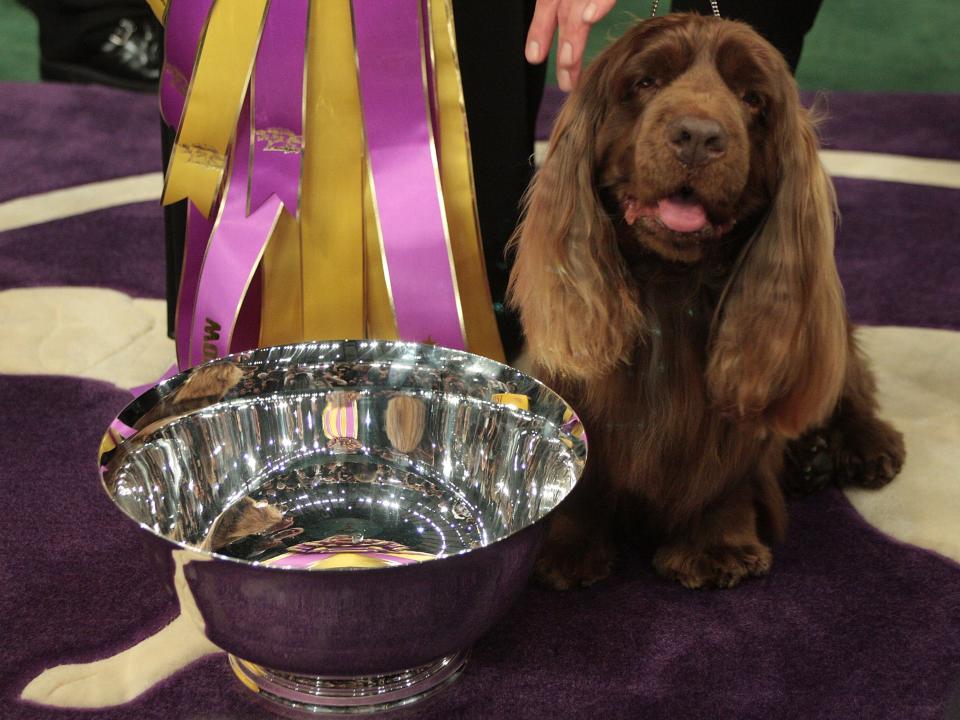 westminster winner 2009