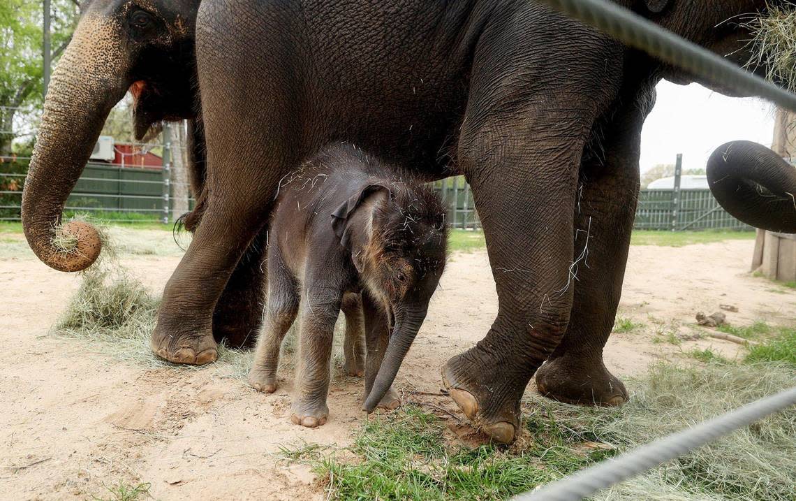 Travis, the newest Asian elephant at the Fort Worth Zoo, plays in the yard with his mother, Belle, right, and grandmother, Rasha, on Tuesday, March 21, 2023. “Zoos are slowly building towards three-generational herds,” said Christine Del Turco, an elephant keeper at the Fort Worth Zoo, in explaining their move toward elephant conservation.