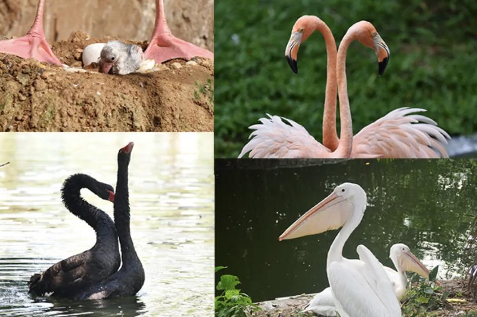 深圳旅遊｜深圳野生動物園門票46折快閃優惠！人均$99起！觀賞300多種珍禽異獸、近距離餵食猛獸、看馬戲表演等｜Yahoo購物節