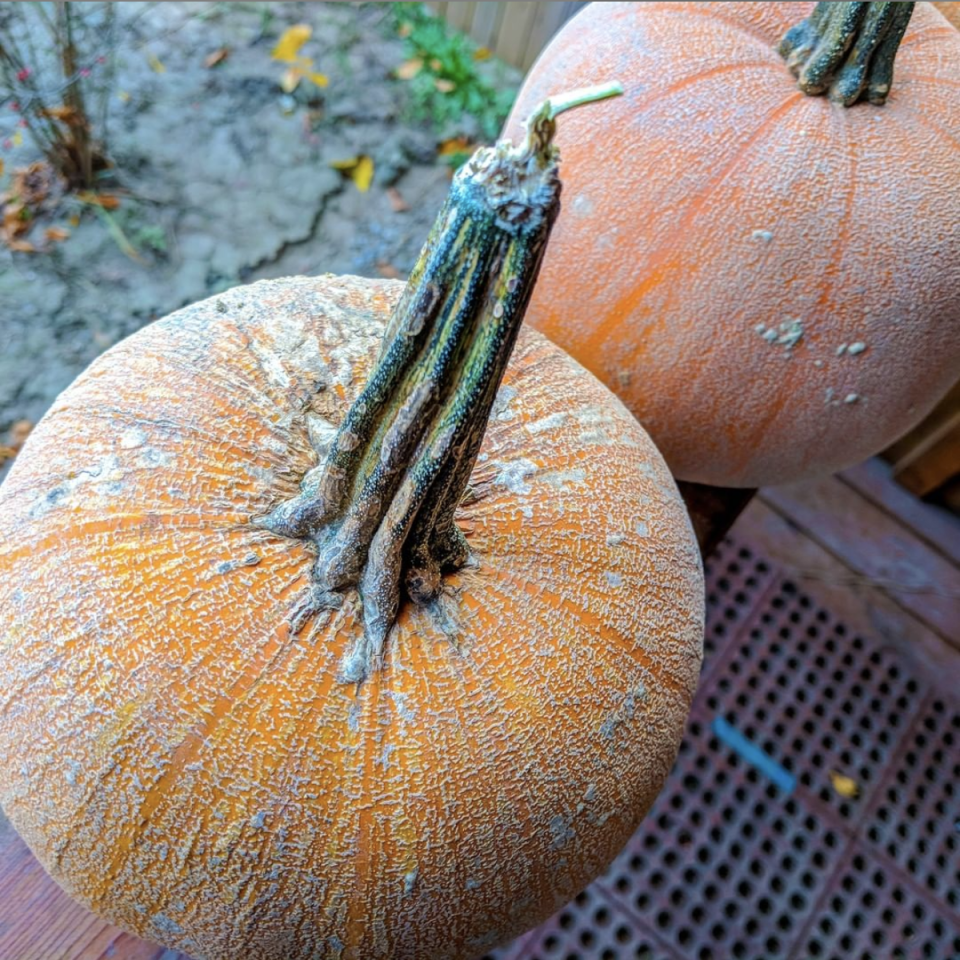 23) Vala's Pumpkin Patch & Apple Orchard, Nebraska