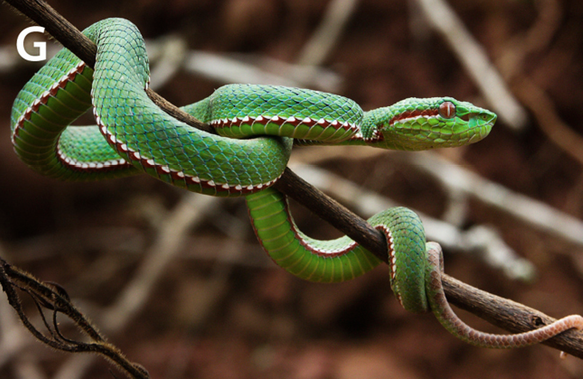 The pitviper is emerald green with a white and red stripe running the length of its body, according to the study.