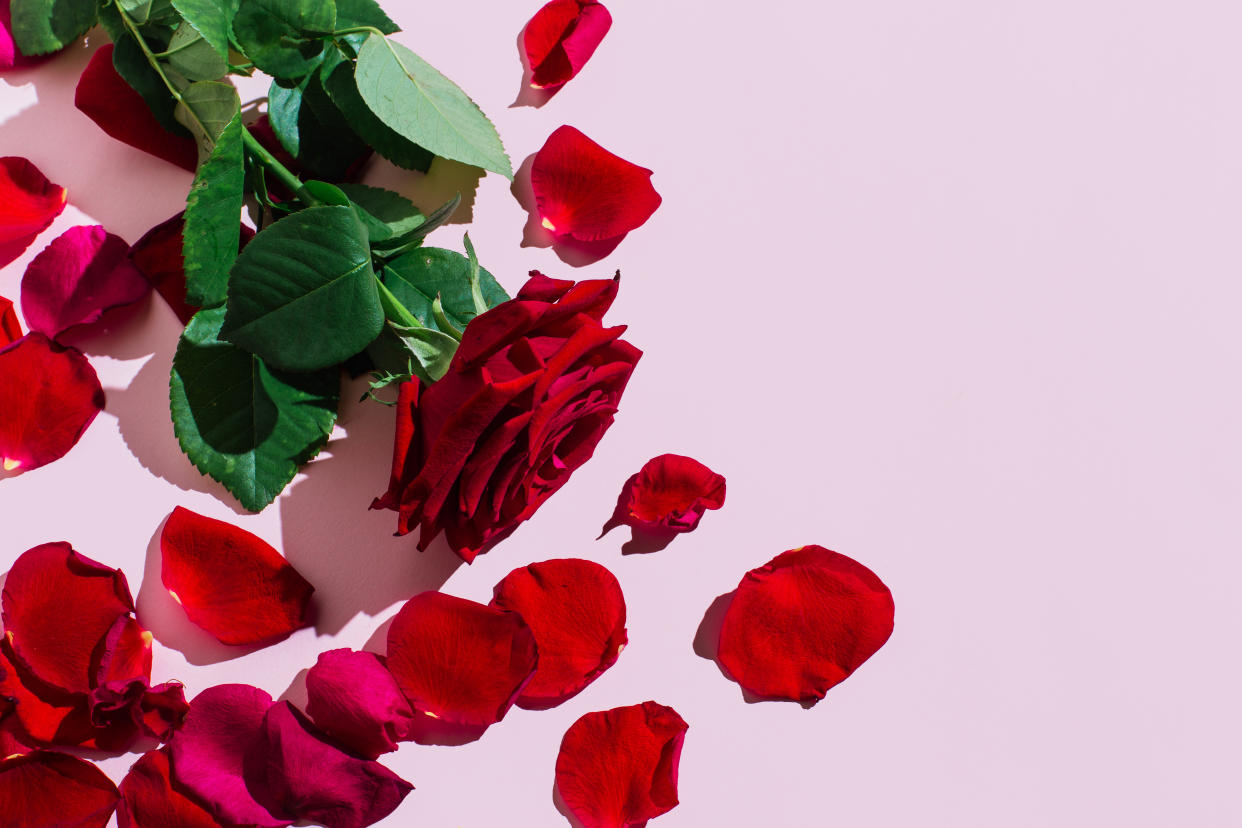 Red rose flower with petals on pink background. Romantic Valentines holidays concept. Valentine's day greeting card. Flat lay, top view, copy space.