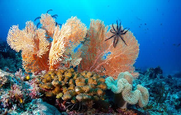 This fuzzy sea fan is named Poccillopora and was captured while diving in the Sardine Reef, Raja Ampat. Source: Pete McGee/Diveplanit