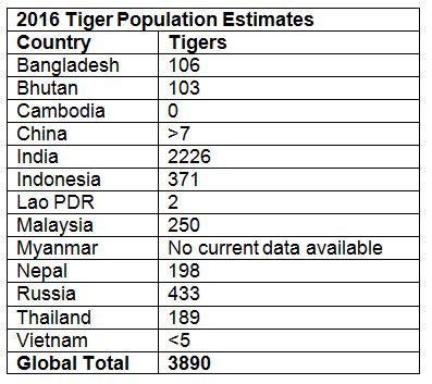 The Number of Wild Tigers Has Increased for First Time in 100 Years