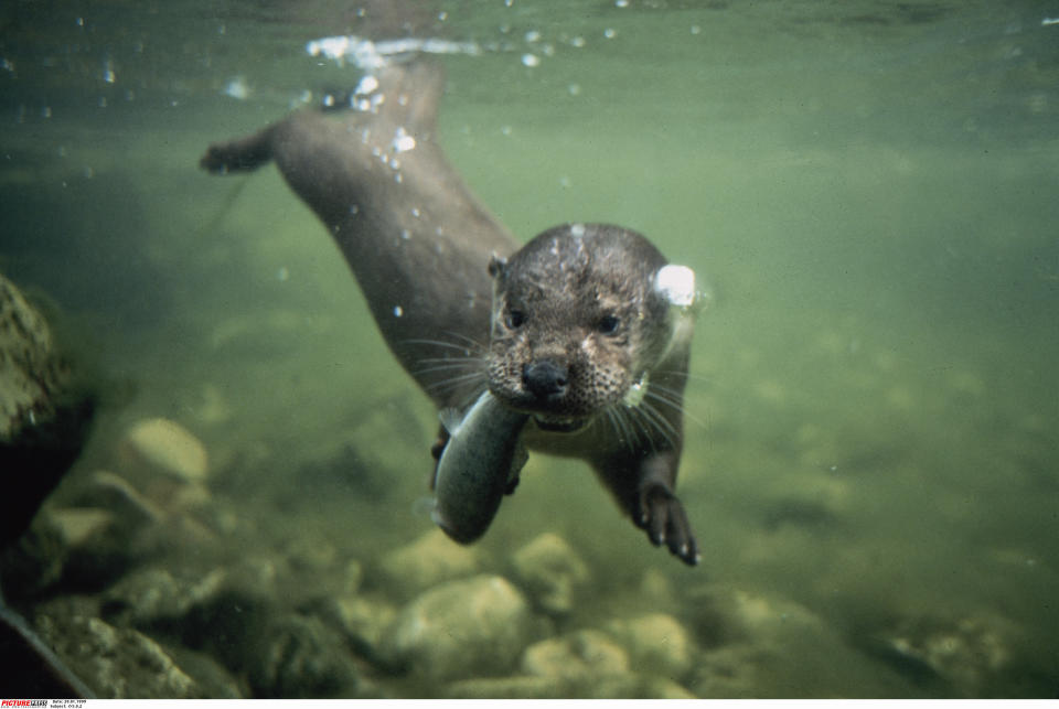 River otter under water