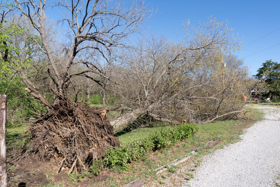 A big tree was uprooted Tuesday at Chad and Melissa Cannon's property near S.E. 105th Street in southern Shawnee County.