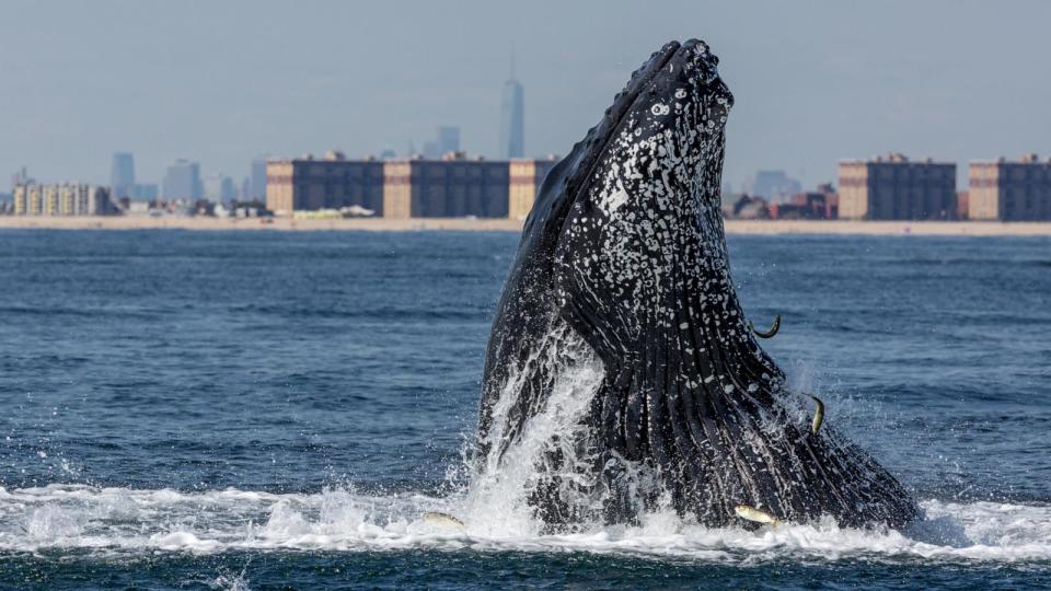 PHOTO: A humpback whale feeds off NYC's Rockaway Beach with One World Trade Center in the background, Sept. 15, 2014, in New York City.  (Artie Raslich/Getty Images)