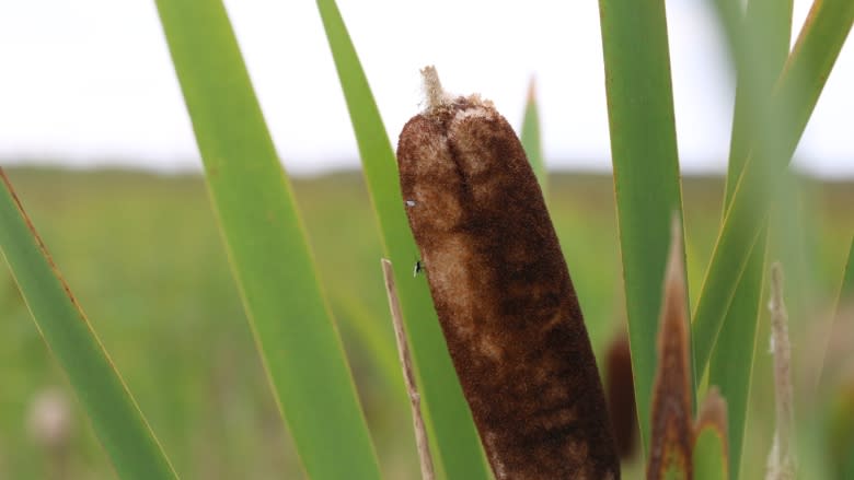 From oilsands mine to wetland: Is Syncrude's reclamation experiment working?