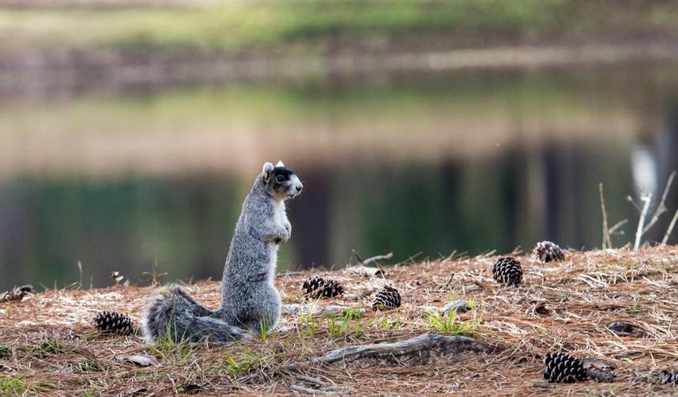 A fox squirrel sits by one of the ponds at Eagle Nest Golf Club.