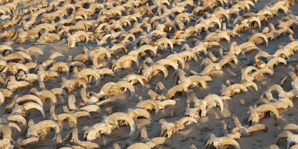 Some of the 2000 ram heads discovered in Egypt