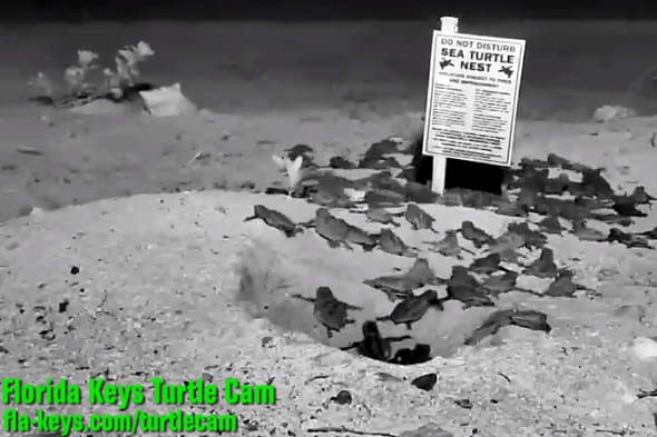 FloridaKeysTV Turtle hatch