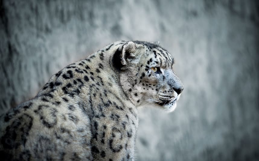 The snow leopard is one of the world’s rarest and most beautiful cats and seeing one in the wild ranks among the most unforgettable wildlife experiences - LPETTET