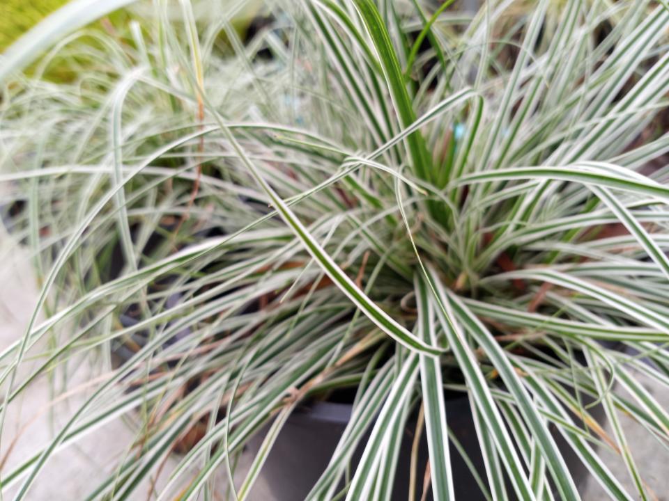 EverColor Everest’s leaves feature a silvery white border.