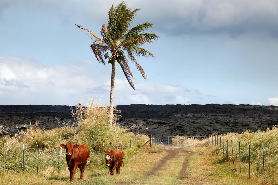 <p>Cows stand in a road in an evacuated community on the outskirts of Pahoa during ongoing eruptions of the Kilauea Volcano in Hawaii, June 6, 2018. (Photo: Terray Sylvester/Reuters) </p>