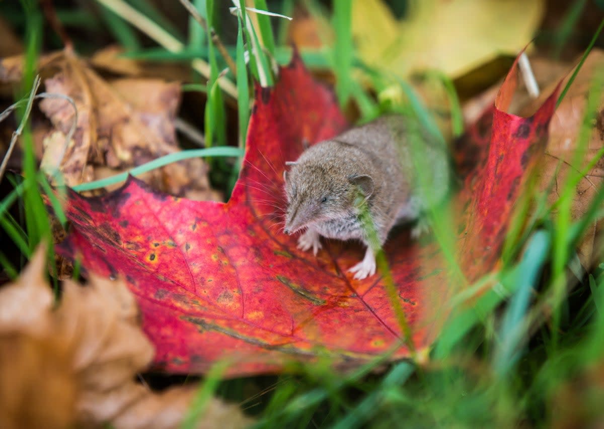 Researchers detected Langya virus predominantly in shrews. (DPA/AFP via Getty Images)