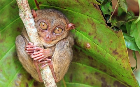 Tarsiers in the Philippines - Credit: getty