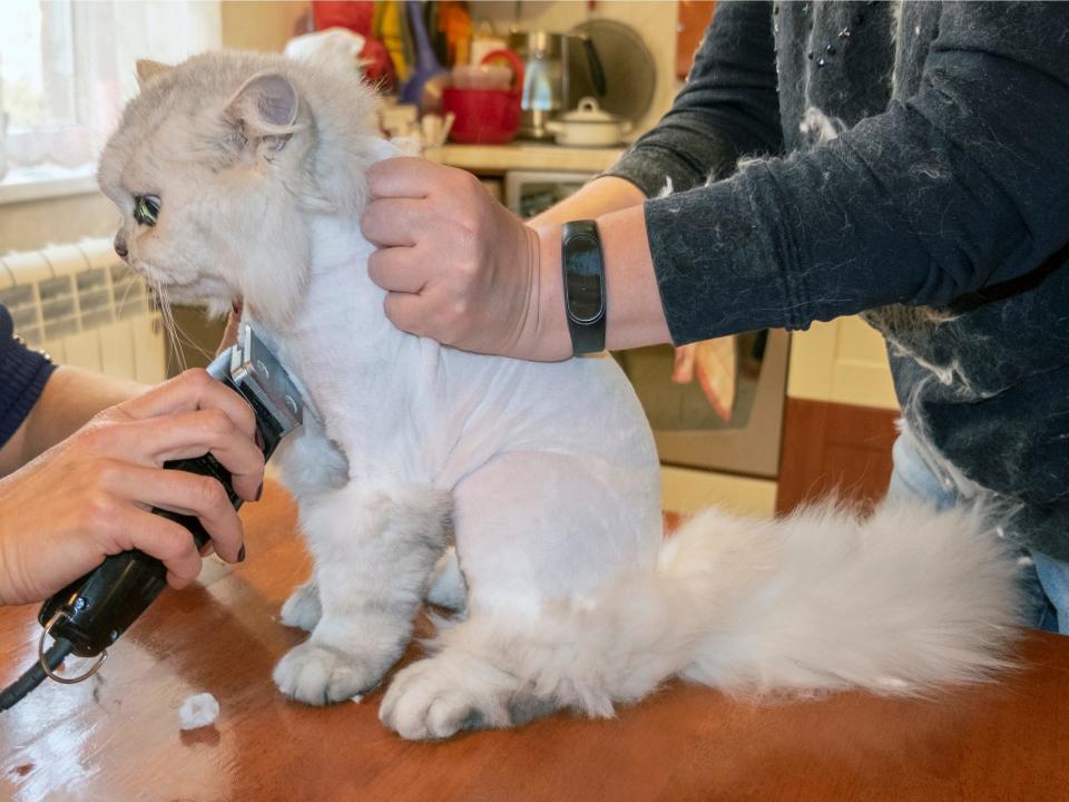 shaved cat