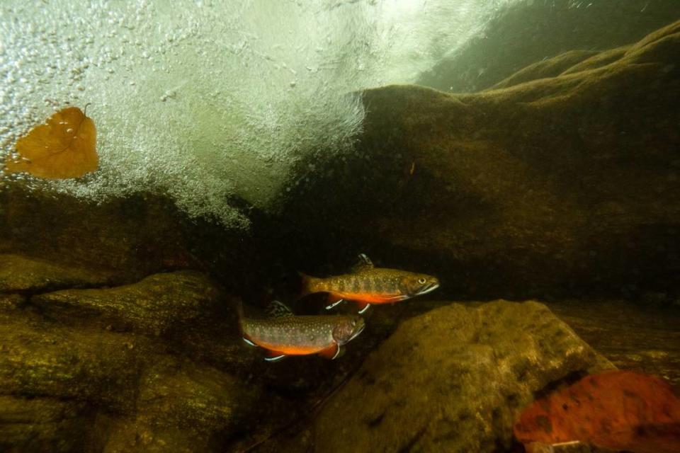 Brook trout are the only trout species native to South Carolina. The small trout are found in cold mountain streams in Oconee, Pickens and Greenville counties. Photo courtesy Naturaland Trust