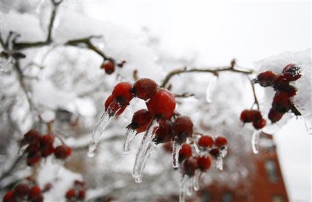 Berries hang from a tree covered in ice in the Brooklyn borough of New York February 5, 2014. REUTERS/Joshua Lott