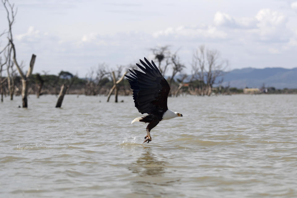 An eagle flies with a fish it just caught from Lake Baringo in Kambi ya Samaki, Kenya, on July 20, 2022. The alteration of weather patterns like the ongoing drought in east and central Africa chiefly driven by climate change is severely undermining natural water systems devastating livelihoods and now threatening the survival of most of the world’s famed migratory bird species. (AP Photo/Brian Inganga)