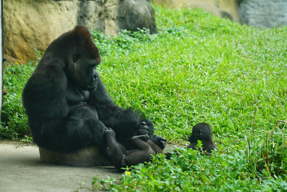 Gorila是溫柔巨人金剛猩猩。台北市立動物園提供