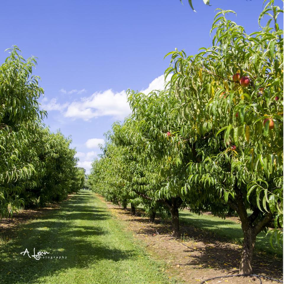 24) Evans Orchard and Cider Mill in Georgetown, Kentucky