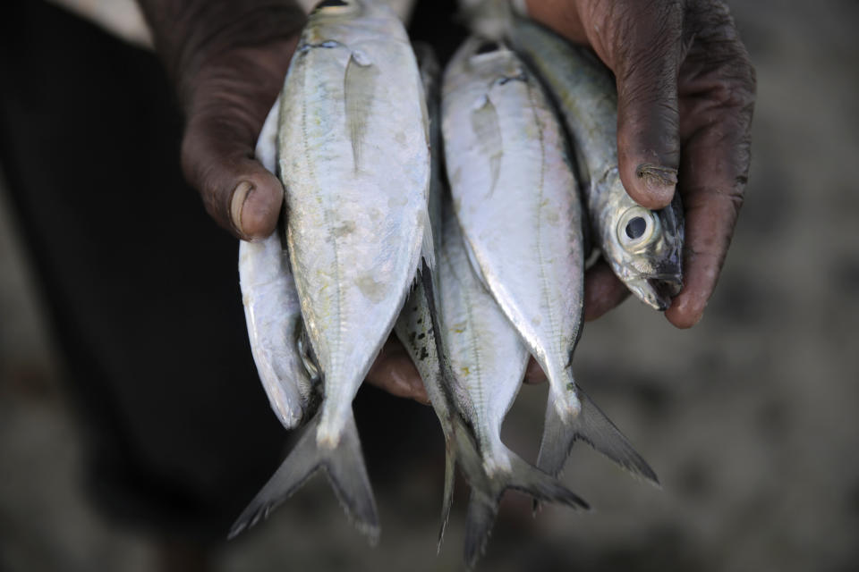 A fisherman holds his rabbit fish catch at Shimoni port in Kwale County, Kenya, on Saturday, June 11, 2022. Artisanal fisheries on Kenya's coast say climate change, overfishing by large foreign vessels and a lack of other job opportunities for coastal communities is draining the Indian Ocean of its yellowfin tuna stocks. (AP Photo/Brian Inganga)