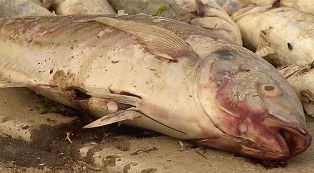 It's a mystery as to why hundreds of fish have shown up dead in West Lakes. Source: 7 News