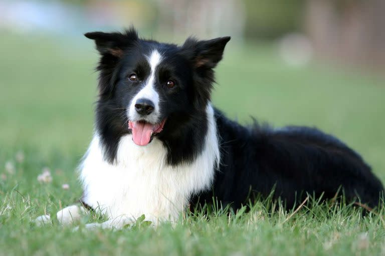 La raza Border Collie encabeza la lista de los perros más inteligentes