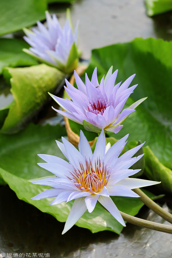 蓮緣香水蓮花園