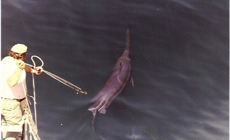 Swordfish often are seen jumping out of the water.  This behavior is believed to be a way for them to rid themselves of remora and parasites, a host of which inhabit their outer skin and muscles.