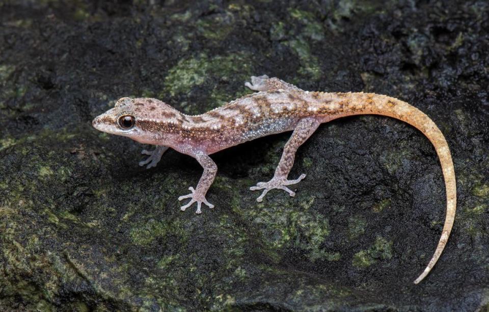 A Dixonius chotjuckdikuli, or Khao Ebid leaf-toed gecko, seen in its natural habitat. Photo from N. Chotjuckdikul via Donbundit, Sumontha, Suthanthangjai, Suthanthangjai and Pauwels (2024)