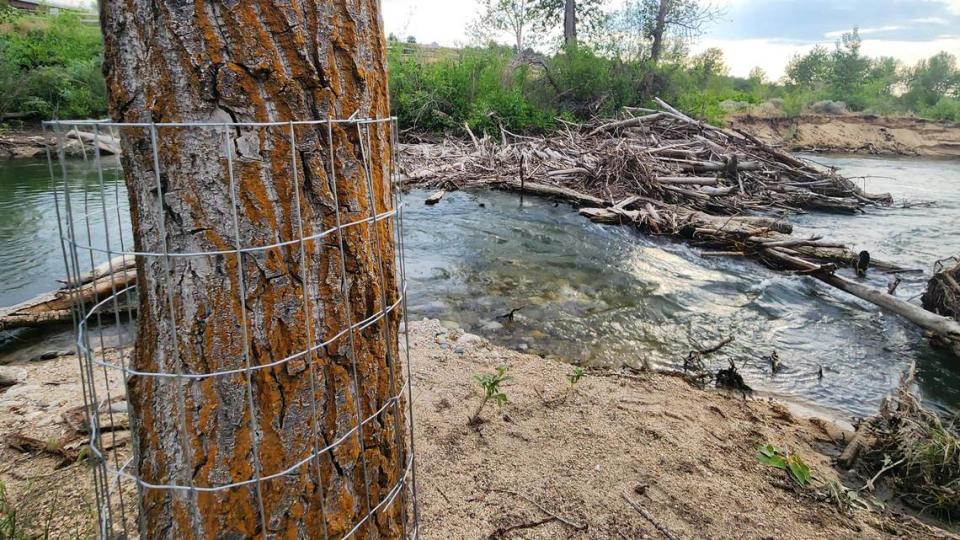 Chicken wire wraps the lower section of a tree at the Diane Moore Nature Center along the Boise River. The tree, located near a beaver dam on a side channel, is wrapped to prevent beavers from felling the tree.