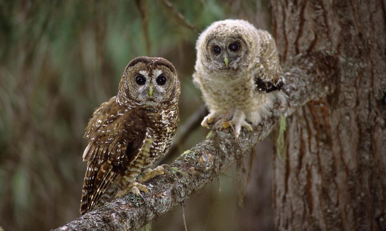 <span>The spotted owl, pictured here, is an elusive icon of the American west that has lost most of its habitat in the Pacific north-west and Canada due to logging and development.</span><span>Photograph: All Canada Photos/Alamy</span>