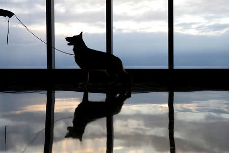 FILE PHOTO: Rumor, a German shepherd and winner of Best In Show at the 141st Westminster Kennel Club Dog Show, takes a command from his handler during a visit to One World Observatory atop One World Trade Center in New York, NY, U.S., February 15, 2017. REUTERS/Brendan McDermid/File Photo