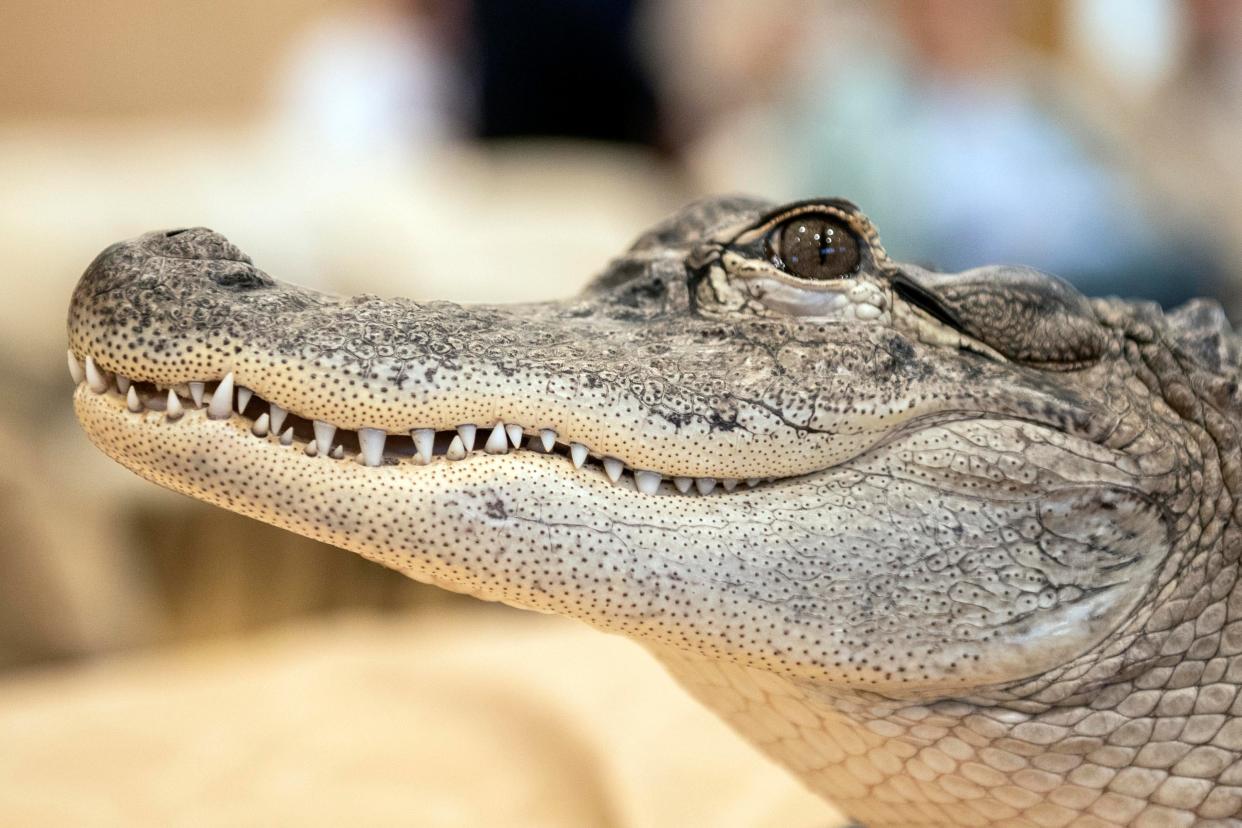 Joie Henney said his emotional support gator, Wally, went missing in Georgia April 21, gatornapped by a practical joker. He was found, but has gone missing again after wildlife officials released him in a swamp.