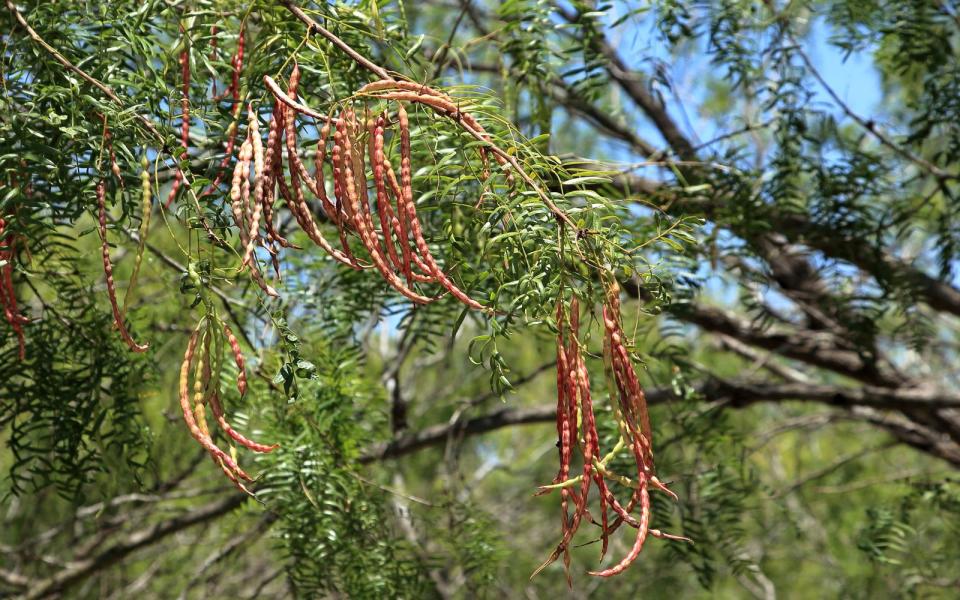 Mesquite - klingt wie ein französisches Modelabel, stammt aber aus Südamerika und ist dort als leckere Zutat für Süßspeisen bekannt, da die Hülsenfrucht einen karamellartigen Geschmack hat. Man kann Mesquite frisch als Bohne oder als Pulver kaufen und sie dann zum Beispiel bei der Marmeladenherstellung oder in Smoothies verwenden. Sie steckt voller Mineralstoffe und Spurenelemente wie Eisen, Zink und Magnesium sowie wichtiger Aminosäuren wie Lysin. Dadurch bleiben die Zellen fit. (Bild: iStock/Chester Leeds)