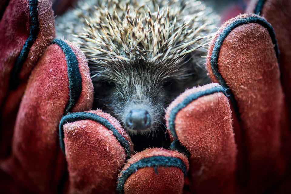<p>A recovered hedgehog before its release near Kecskemet, 85 kms southeast of Budapest, Hungary, Aug. 24, 2016. Some forty previously injured and rehabilitated animals belonging to protected species were released into the wild as a result of the joint efforts of Kecskemet Zoo and Kiskunsag National Park. (Photo: SANDOR UJVARI/EPA) </p>