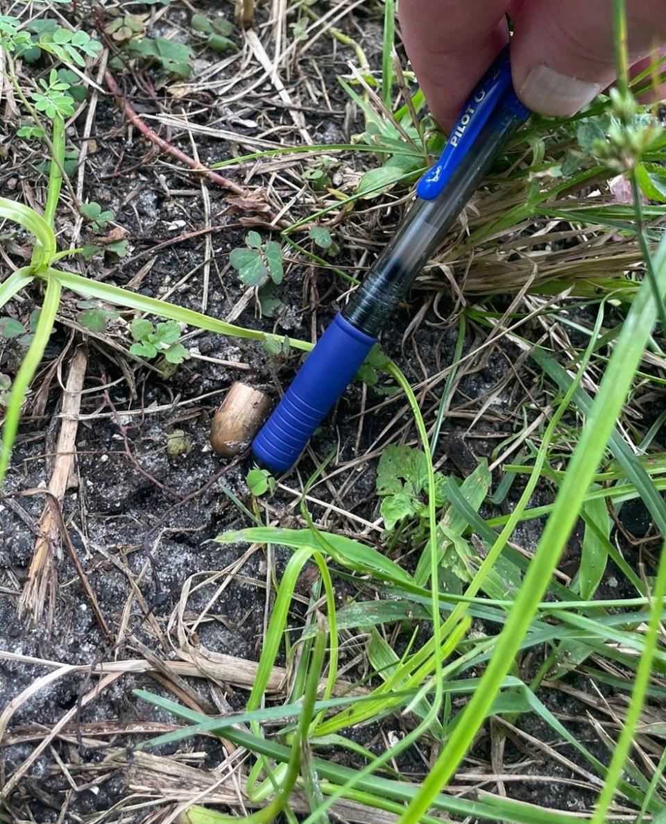 Nicole Adams was hit by a .45 caliber bullet while she worked at her stables near her home west of Lake Worth Beach, Florida. The sheriff's office determined that the stray bullet that struck Adams on September 10, came from Joe's Nursery where people were shooting at targets next to her property. (PBSO)