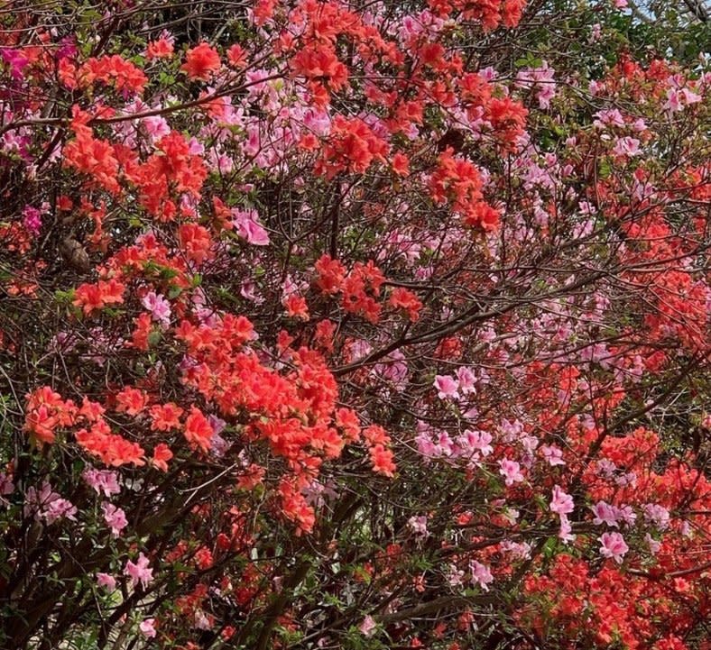 本港很多地方都有杜鵑花