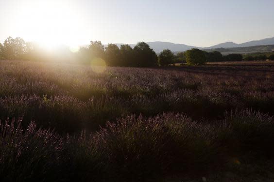 The lavender field on the plateau of Valensole (EPA)